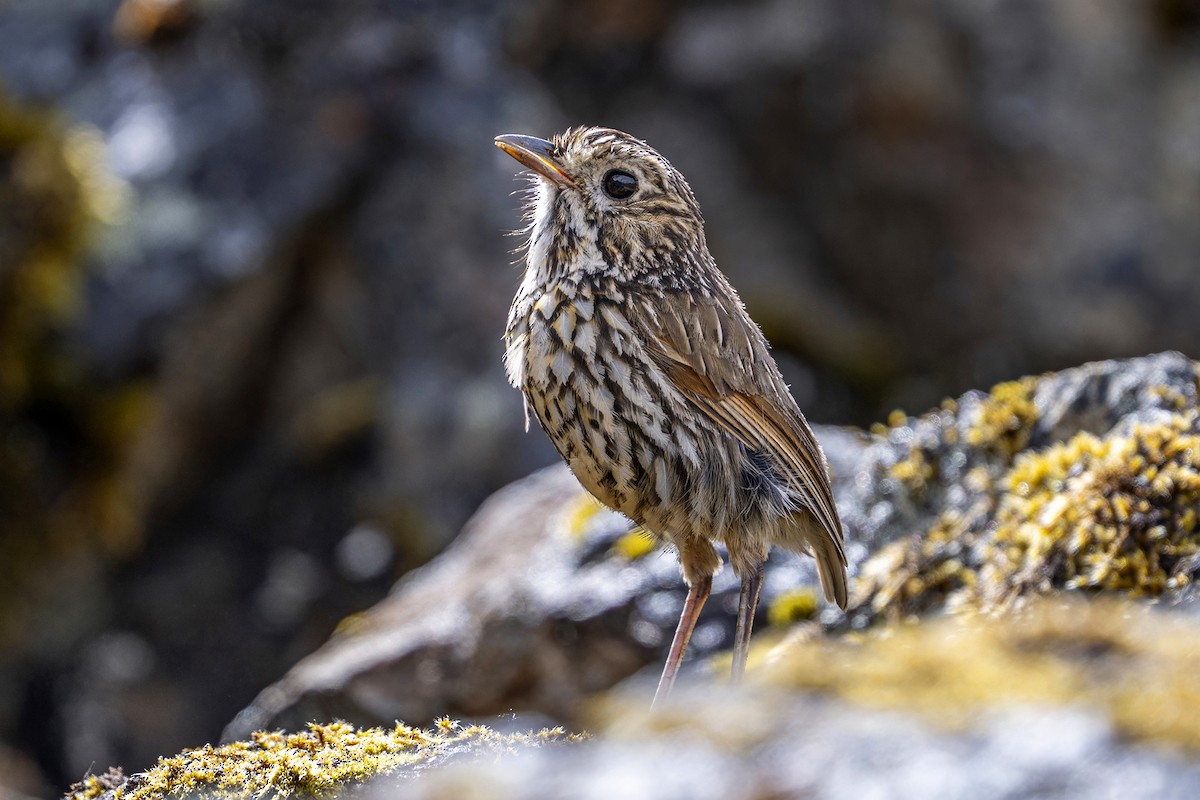 Stripe-headed Antpitta - ML646964721