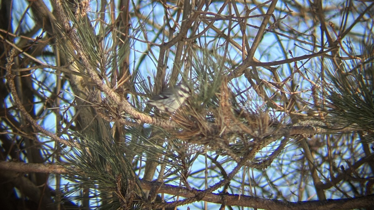 Kara Şeritli Ötleğen - ML646964722