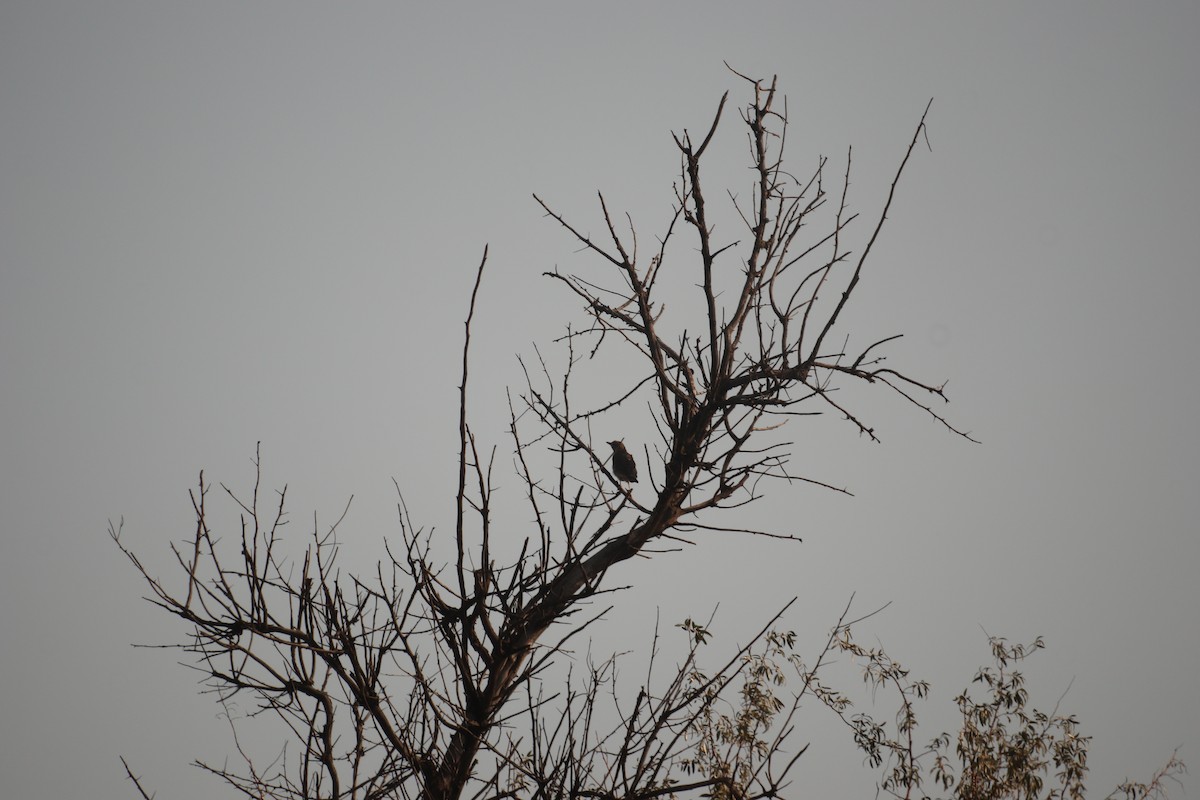 Song Thrush - ML646964729