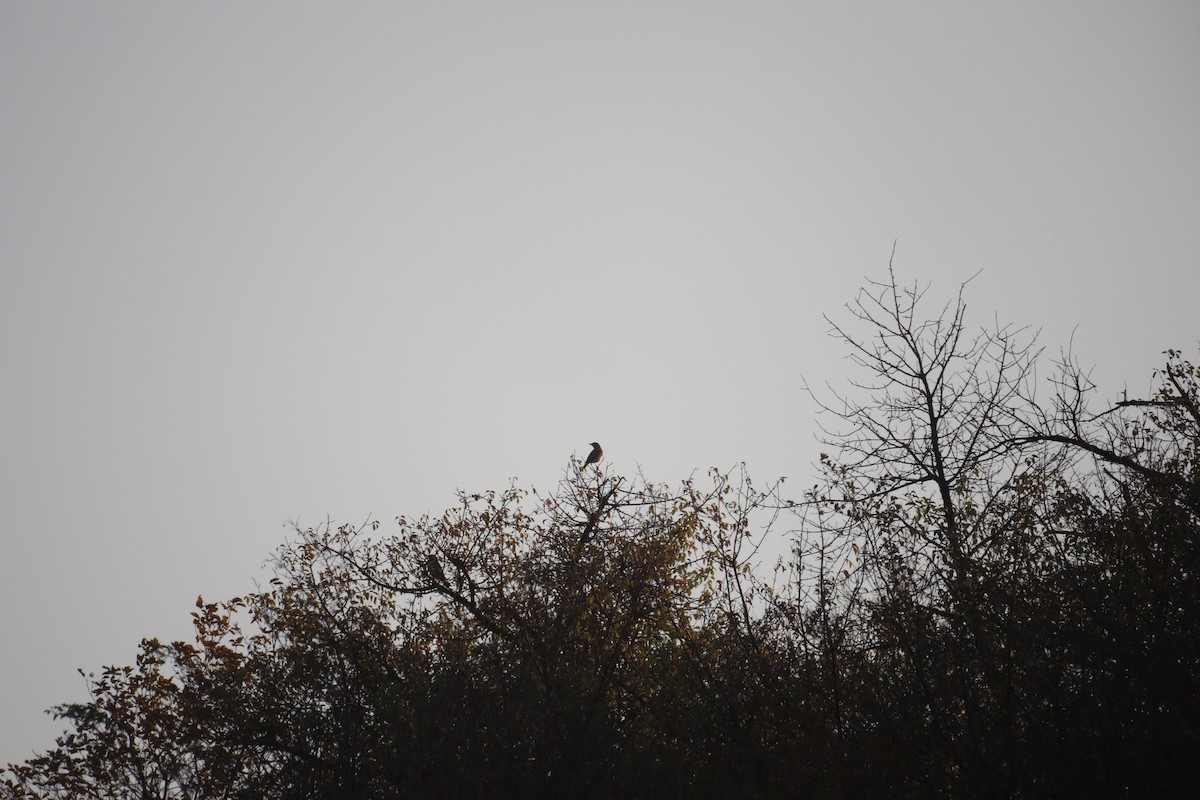 Song Thrush - ML646964730