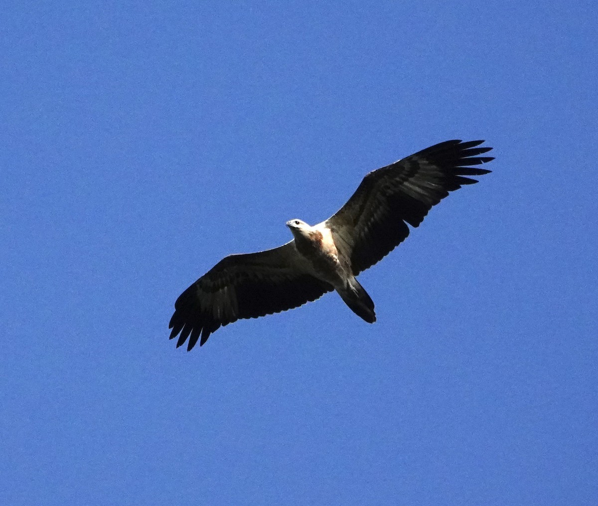 White-bellied Sea-Eagle - ML646964733