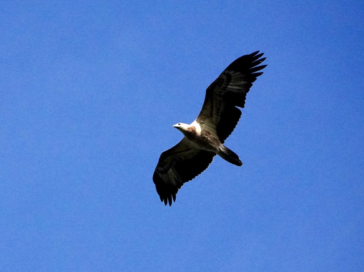 White-bellied Sea-Eagle - ML646964734