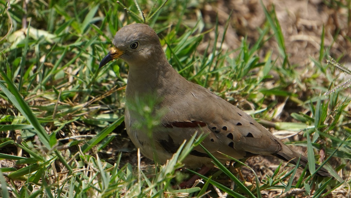 Croaking Ground Dove - ML646964745