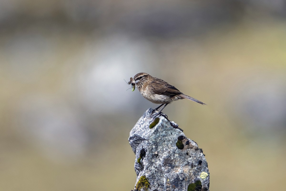 Streak-throated Canastero - ML646964746