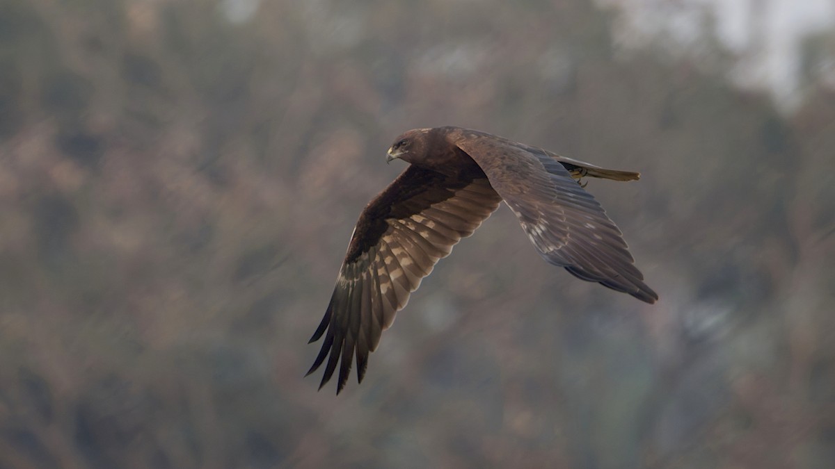 זרון סוף - ML646964753