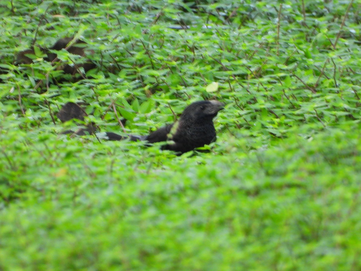 ミゾハシカッコウ - ML646964754