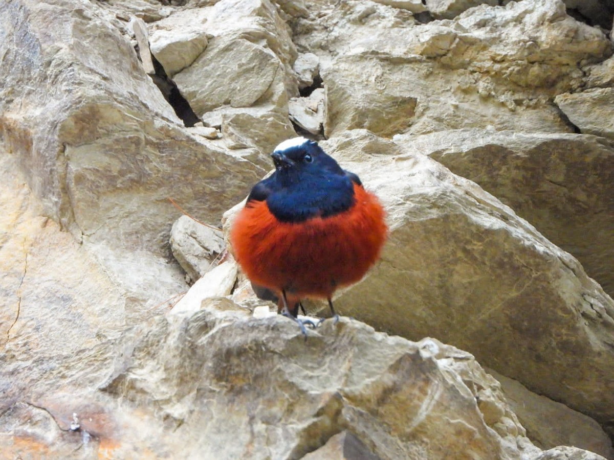 strømrødstjert - ML646964755