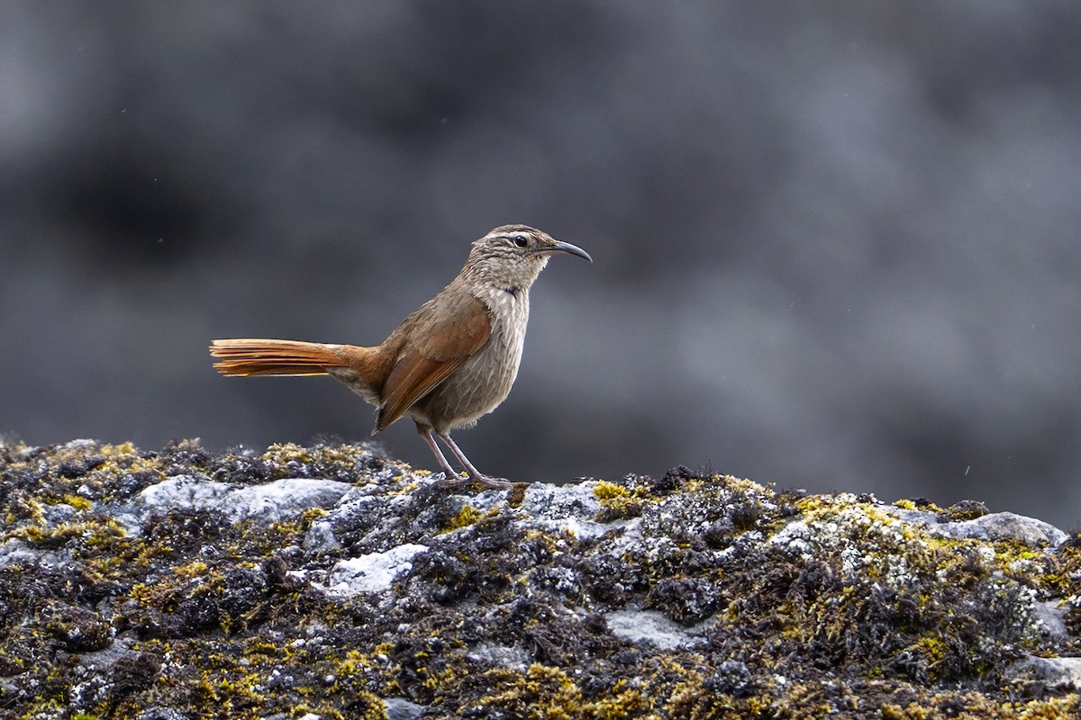Striated Earthcreeper - ML646964756