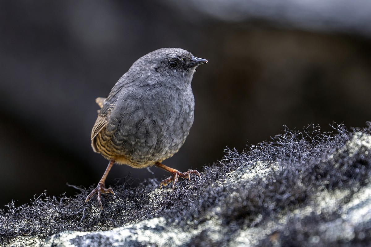Jalca Tapaculo - ML646964759