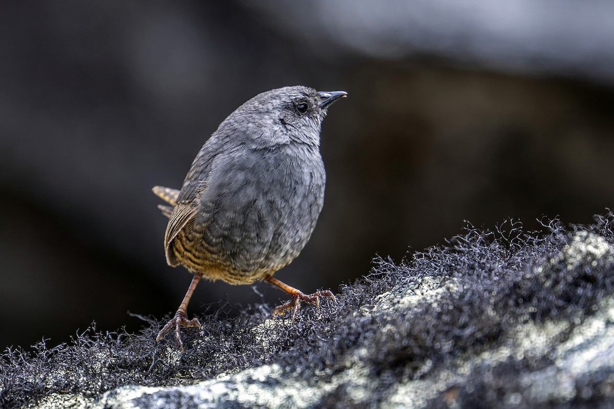 Jalca Tapaculo - ML646964760