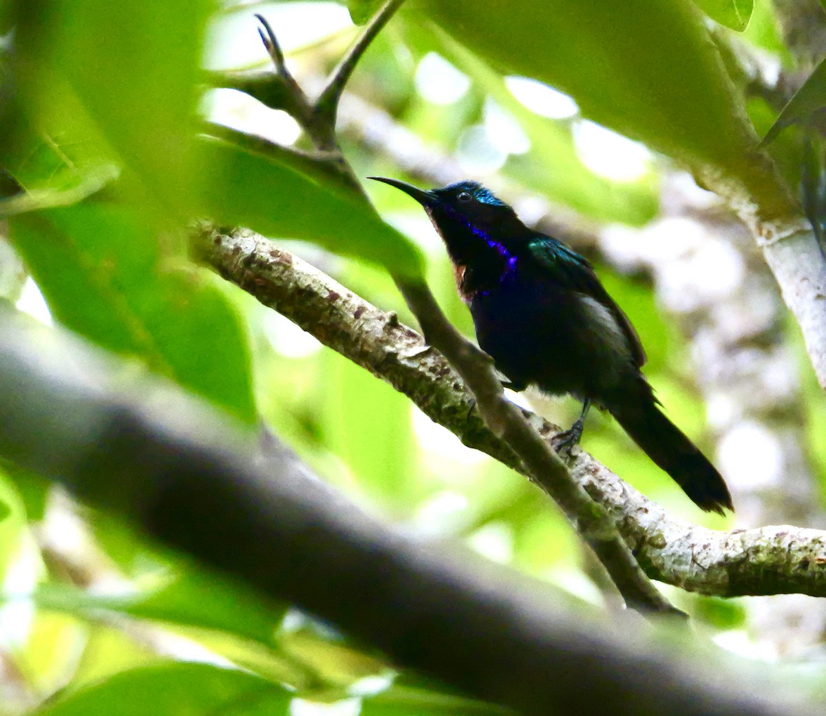 Copper-throated Sunbird - ML646964761