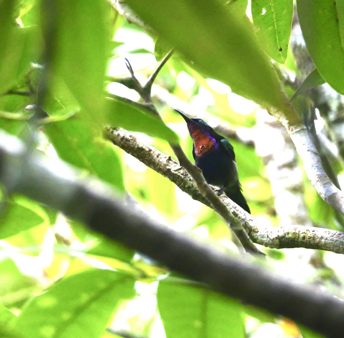 Copper-throated Sunbird - ML646964762