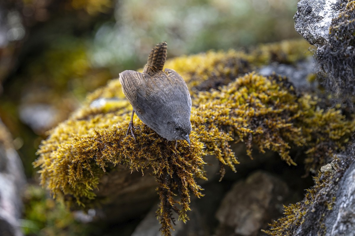 Jalca Tapaculo - ML646964764