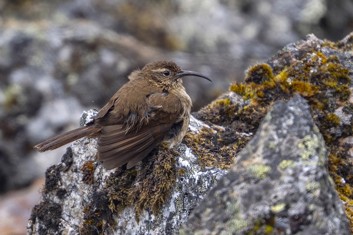 Buff-breasted Earthcreeper (Plain-breasted) - ML646964766