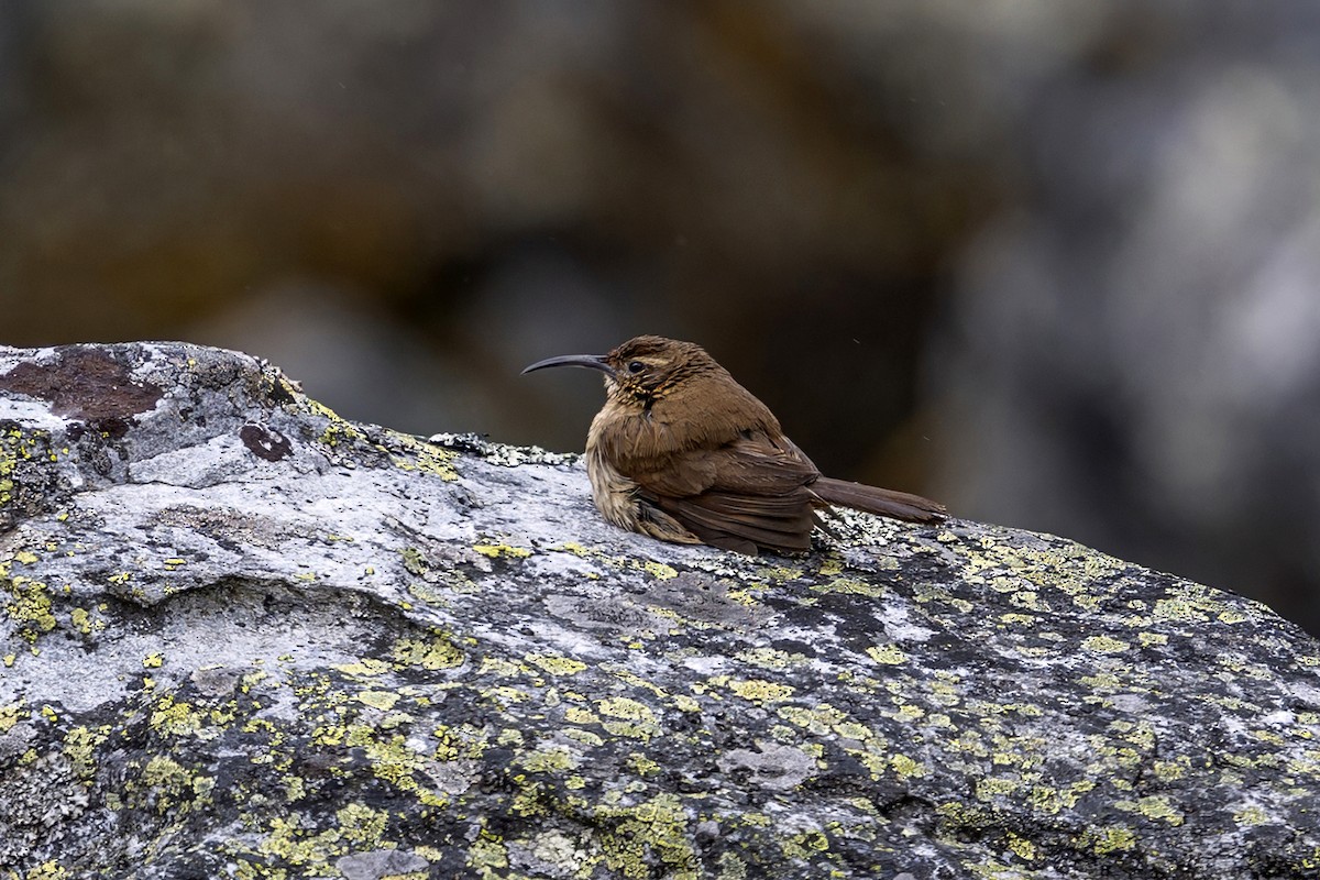 Buff-breasted Earthcreeper (Plain-breasted) - ML646964767