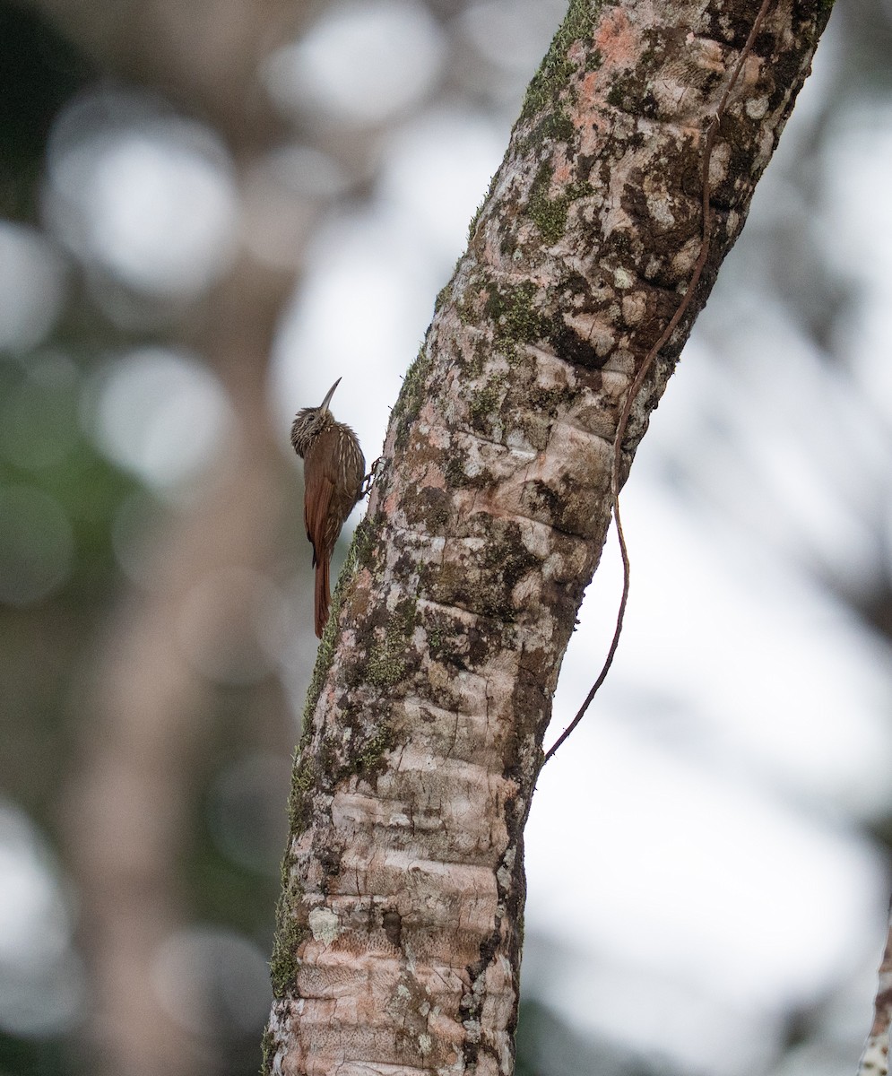 Streak-headed Woodcreeper - ML646964769