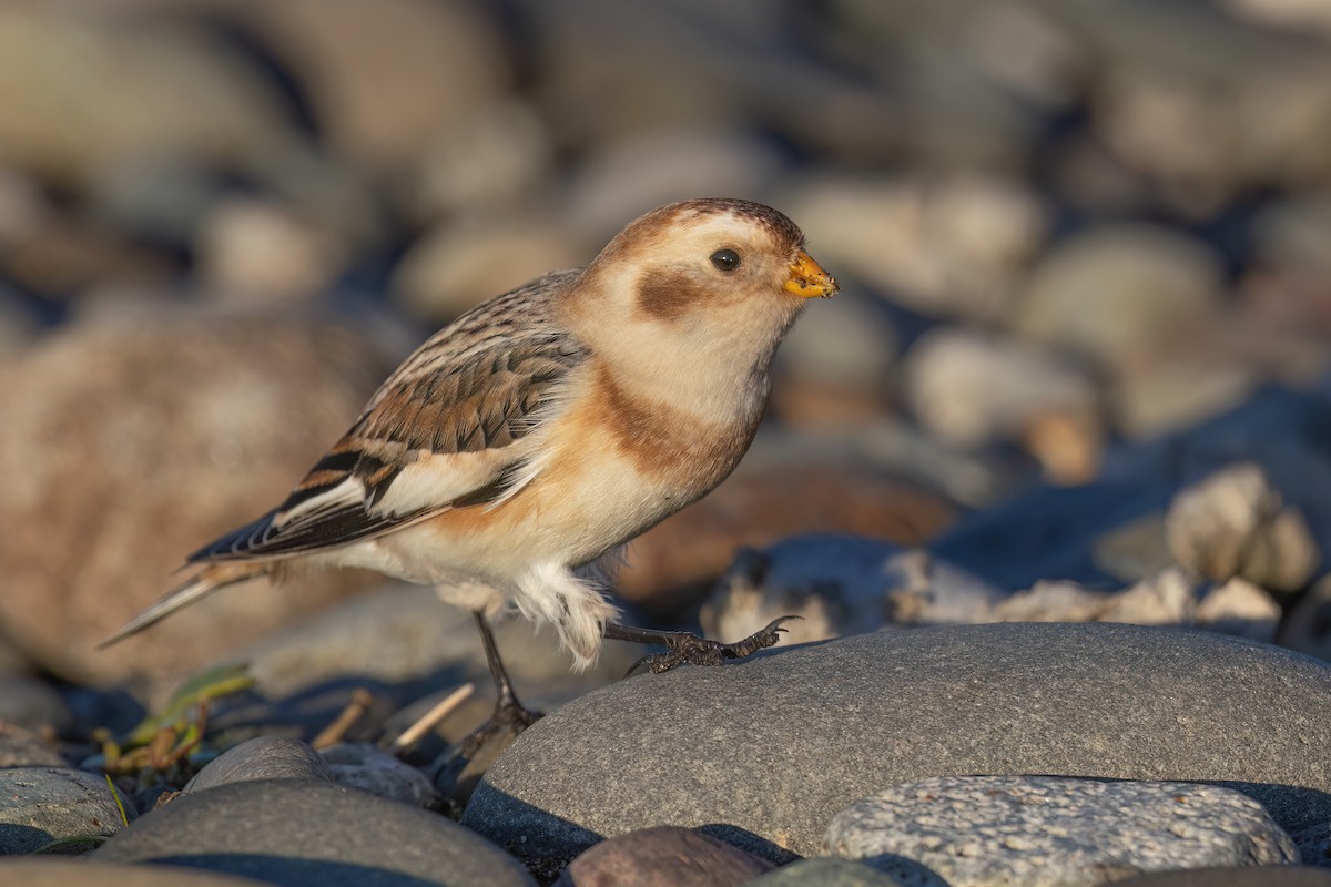 Пуночка снігова - ML646964770