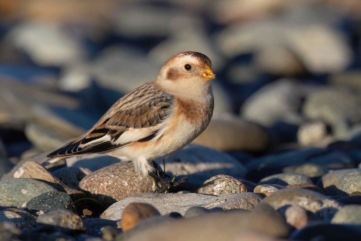 Пуночка снігова - ML646964771