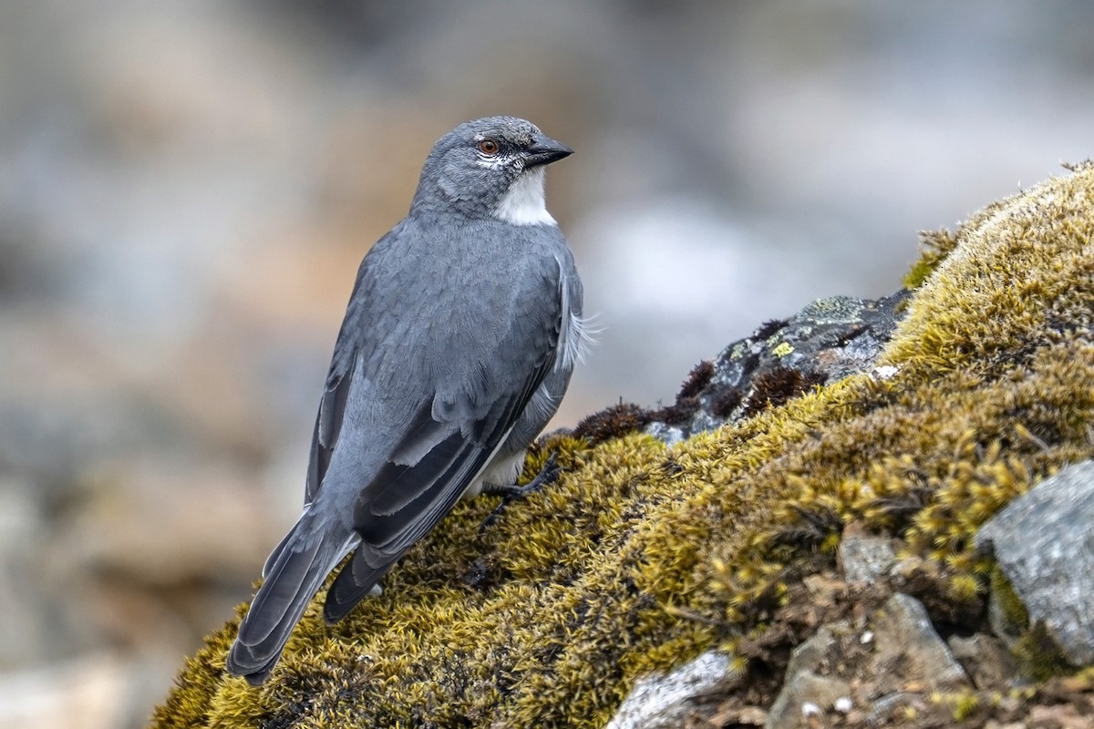 Glacier Finch - ML646964772