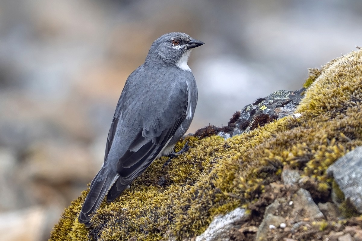 Glacier Finch - ML646964773