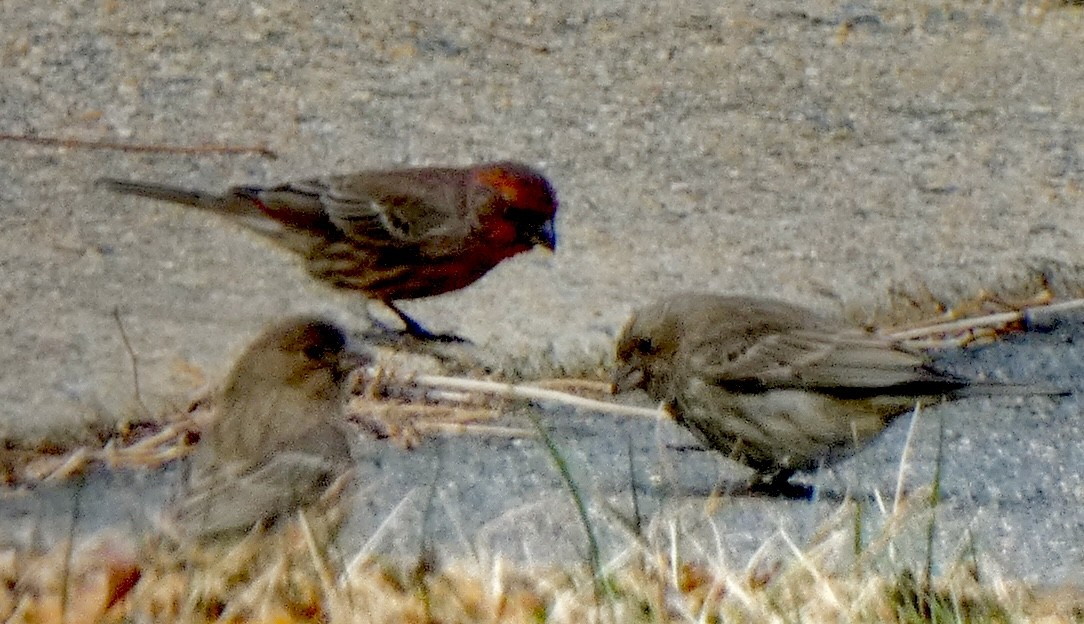 Hausgimpel - ML646964775