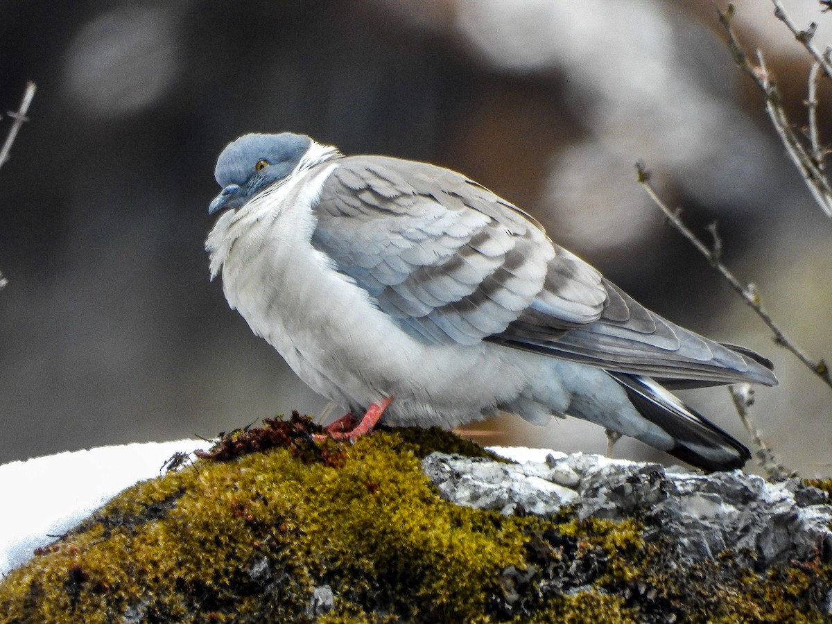 snødue - ML646964777