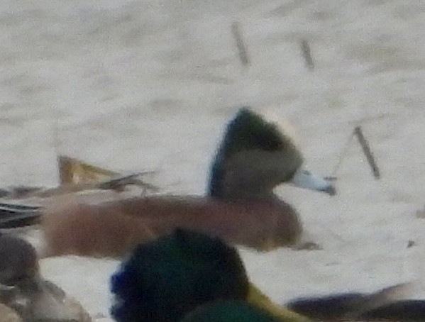 Amerika Fiyusu - ML646964781