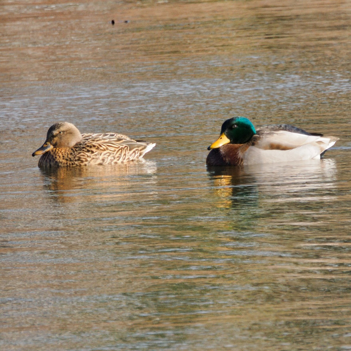 stokkand - ML646964782