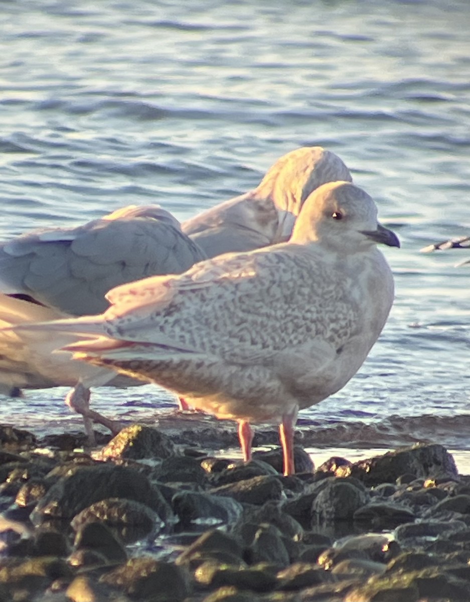 Iceland Gull - ML646964786