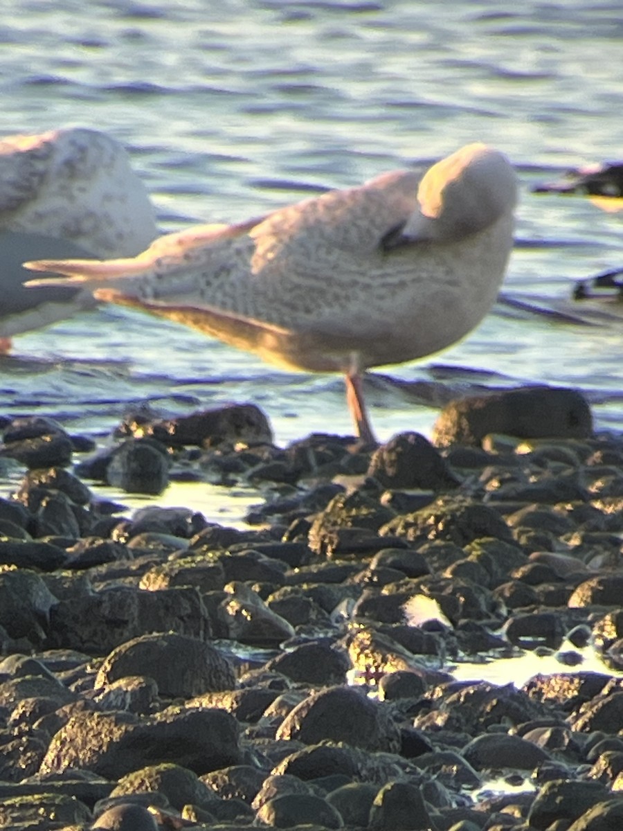 Iceland Gull - ML646964787