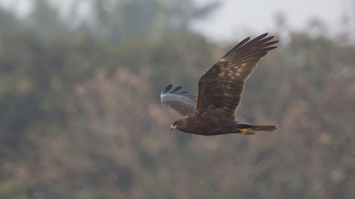 זרון סוף - ML646964788