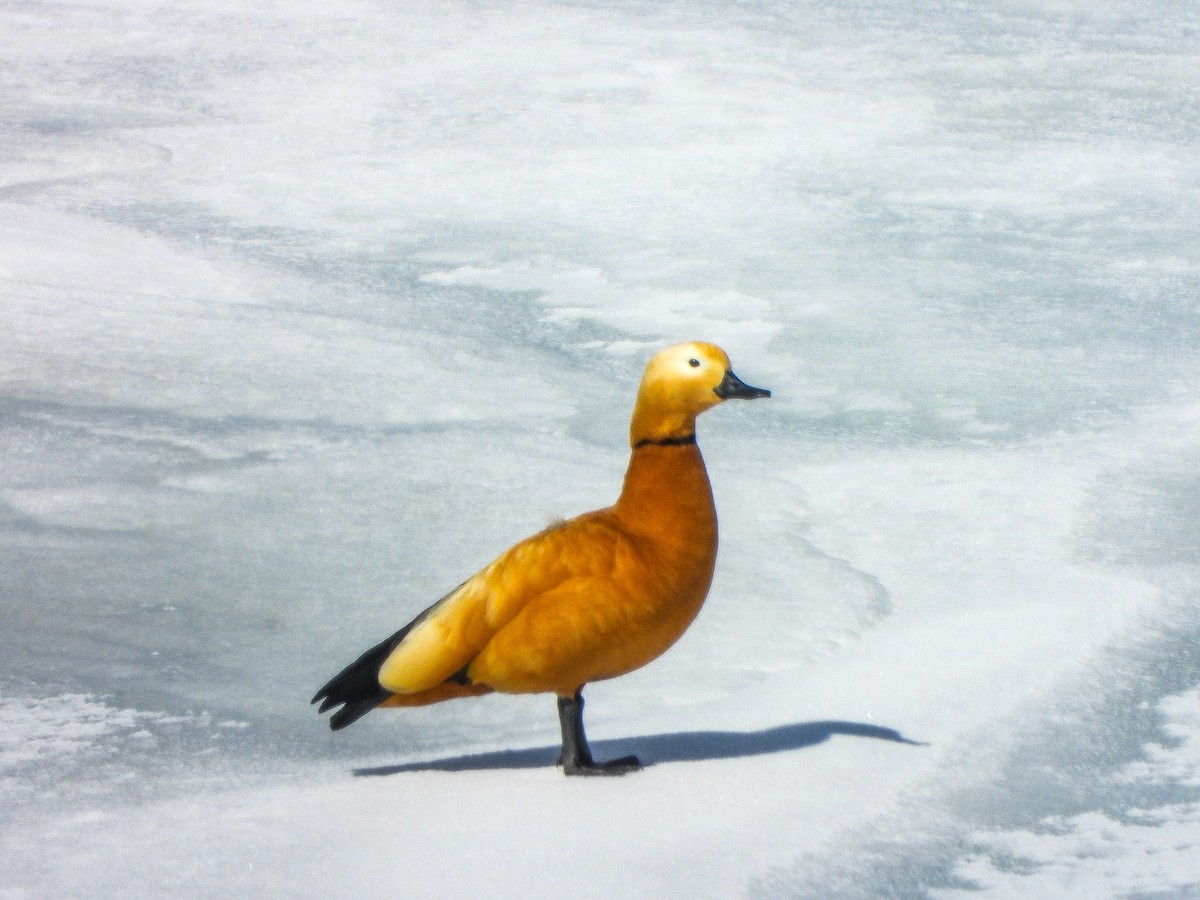 rustand - ML646964791