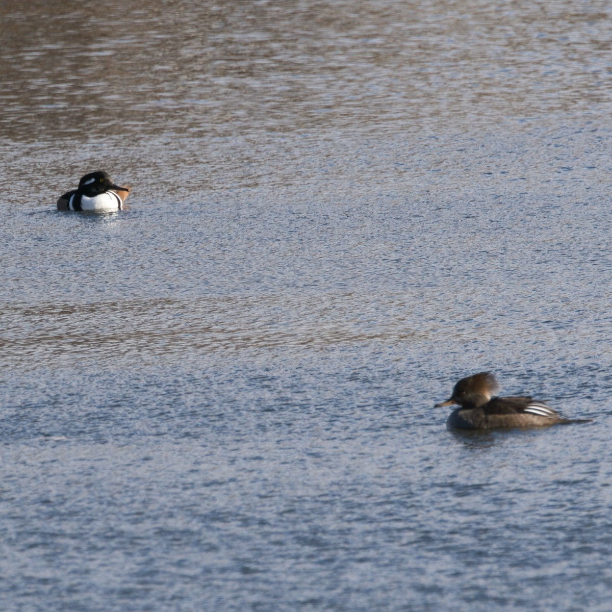 hjelmfiskand - ML646964792