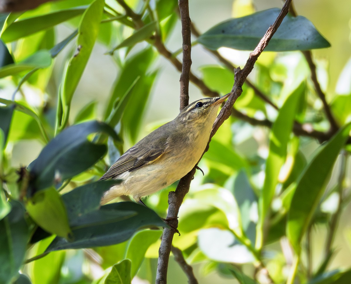 Willow Warbler - ML646964793