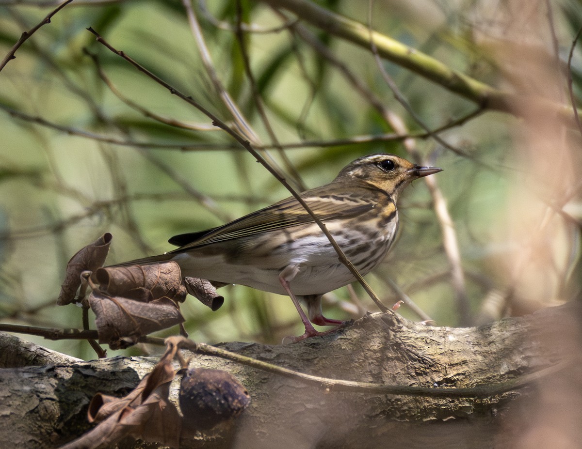 Pipit à dos olive - ML646964795