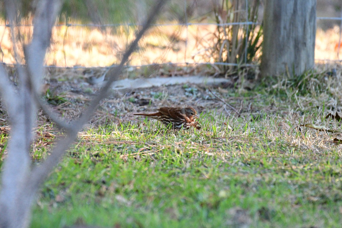 Fuchsammer - ML646964797