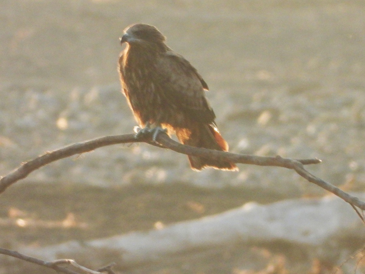 Шуліка чорний - ML646964798