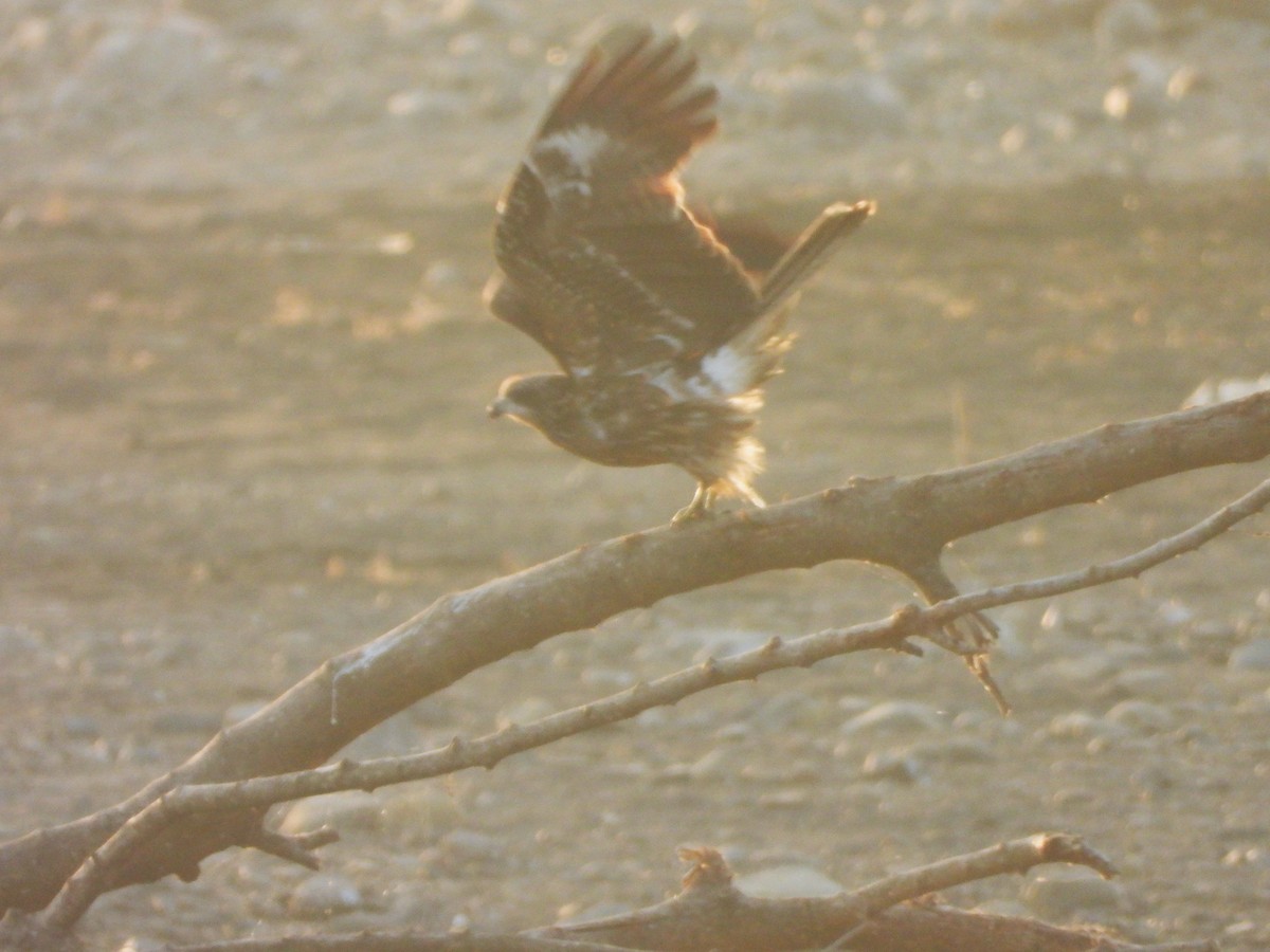 Шуліка чорний - ML646964799