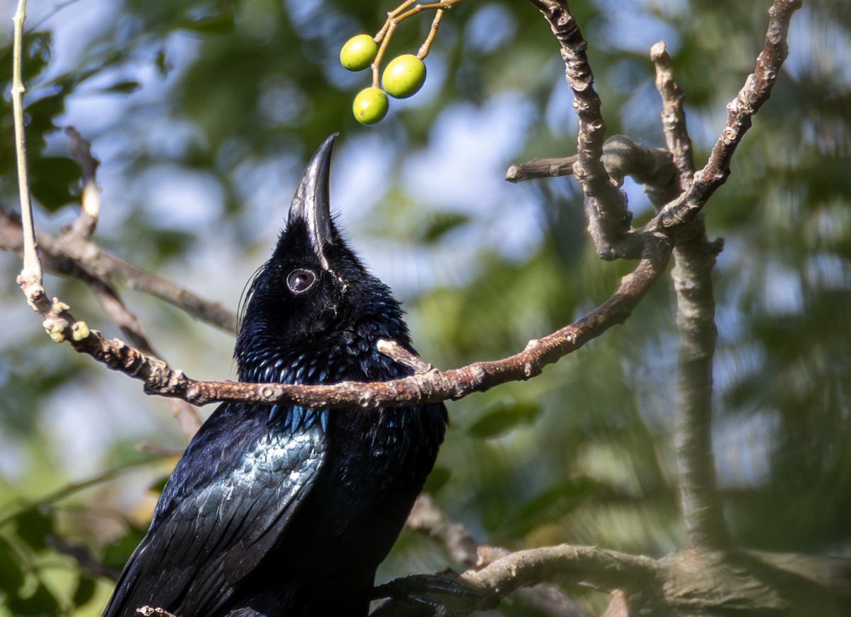 Drongo à crinière - ML646964802