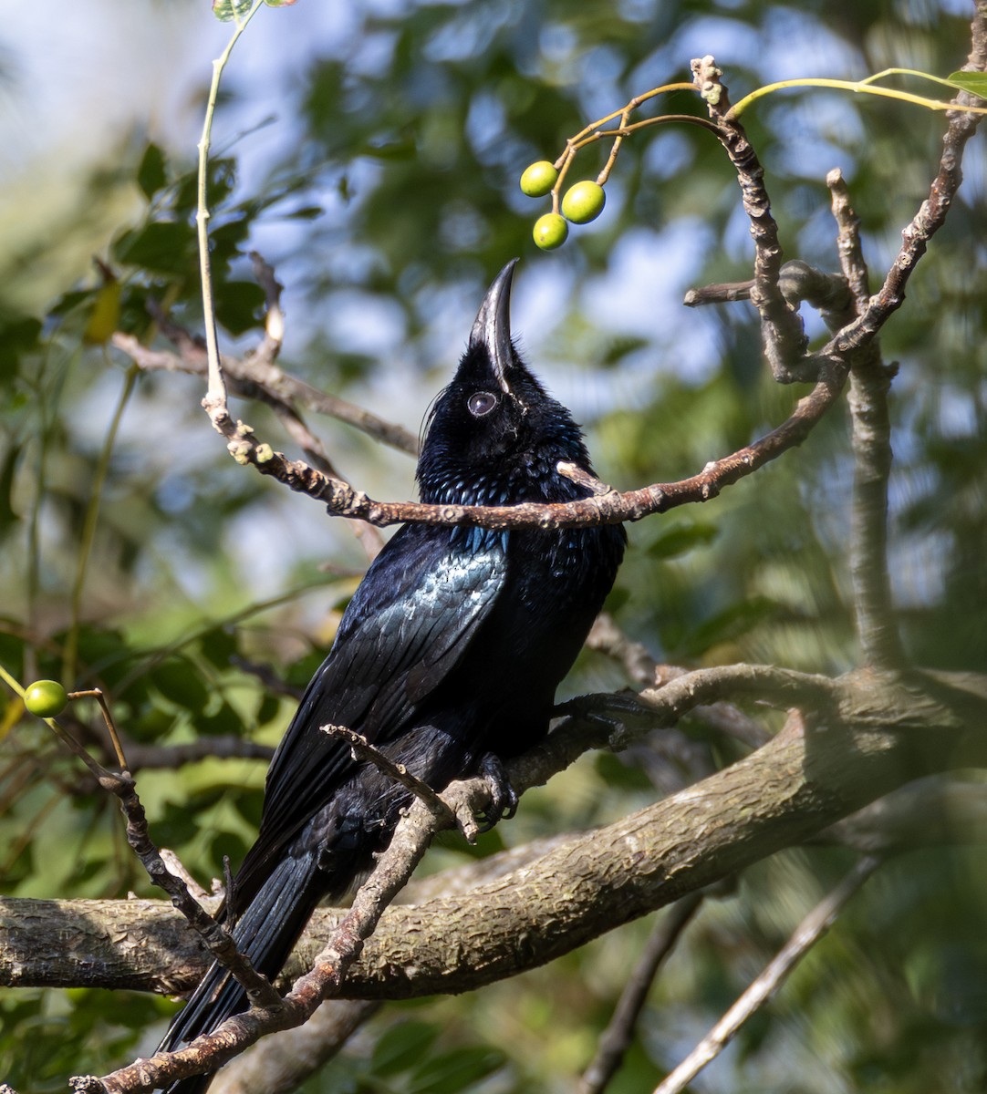 Drongo à crinière - ML646964803