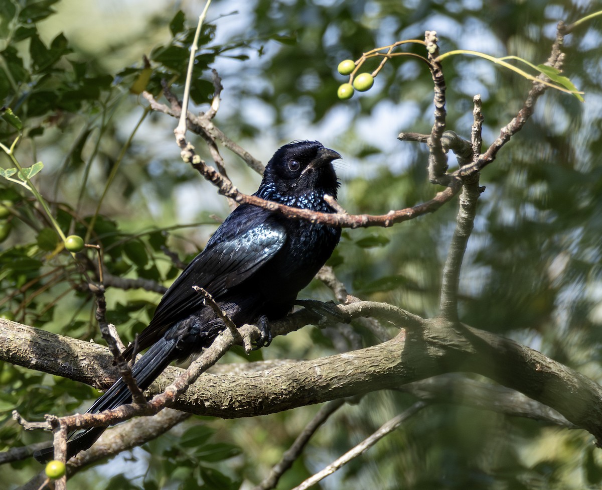 Drongo à crinière - ML646964804