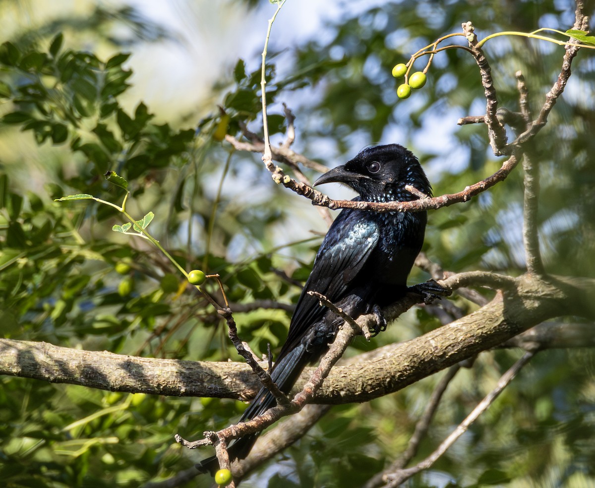 Drongo à crinière - ML646964805