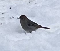 Pine Grosbeak - ML646964806