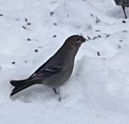 Pine Grosbeak - ML646964807