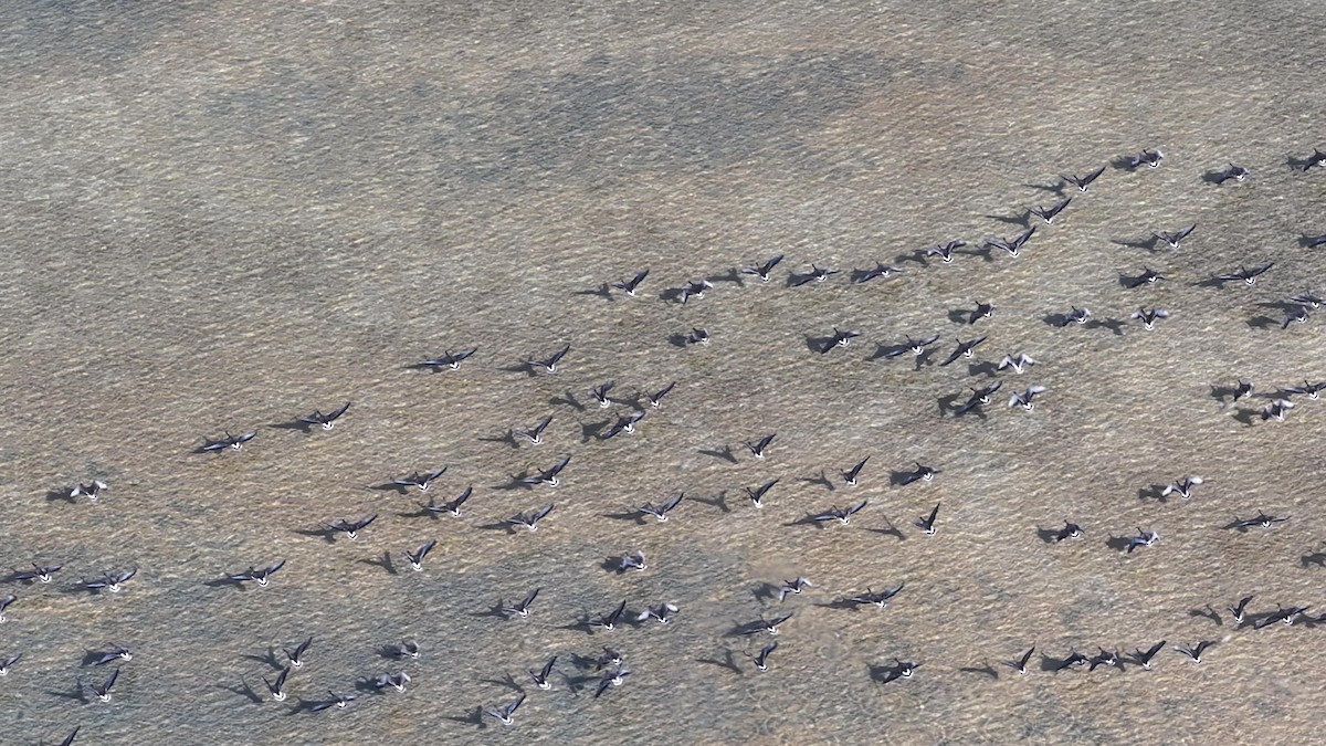 Серый гусь - ML646964808