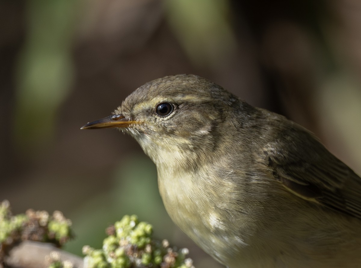 Willow Warbler - ML646964814