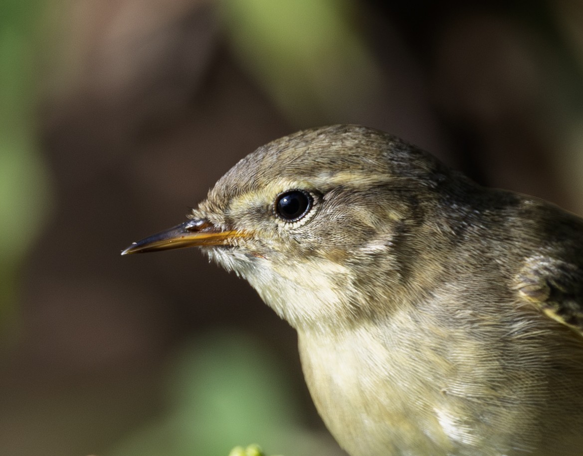 Willow Warbler - ML646964815