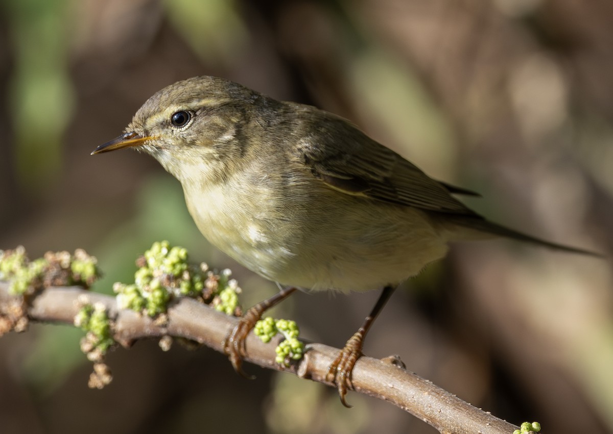 Willow Warbler - ML646964816