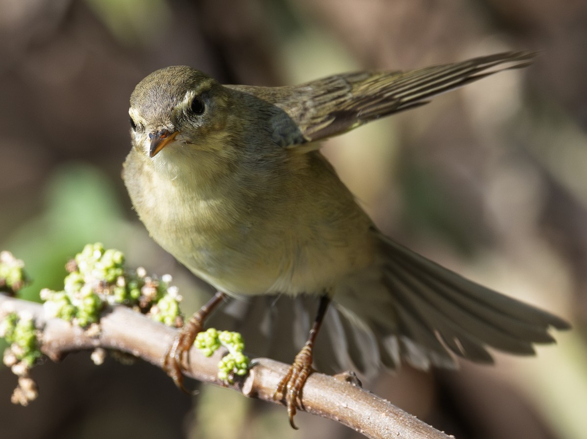 Willow Warbler - ML646964817