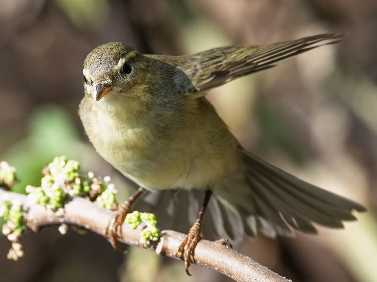 Willow Warbler - ML646964818